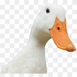 Duck Quack Png - Duck Clipart