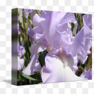 Iris Flower - Iris Albicans Clipart