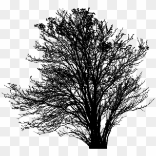 Twig Silhouette Black Tree Thumbnail - Oak Clipart