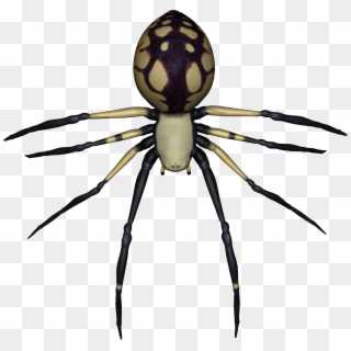 Spider Drawing No Background Clipart