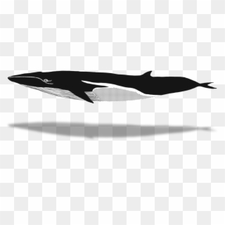 1024 X 640 6 - Humpback Whale Clipart