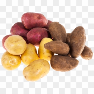 Types Of Potato ›› - Russet Burbank Potato Clipart