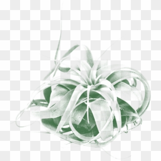 Hymenocallis Clipart