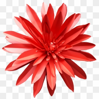 Astra Red 1 Png - Dahlia Clipart