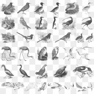 You May Also Like - Birds Copyright Free Engraving Clipart