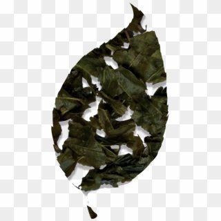 Bancha Green Tea - Oak Clipart