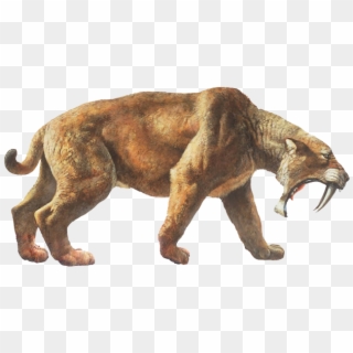 Tigers Drawing Saber Tooth Tiger - Sabre Tooth Tiger Png Clipart