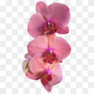 A Group Of Three Pink Orchids - Moth Orchid Clipart