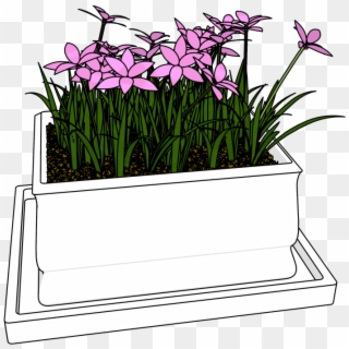 Flowers Bucket Clipart Download Hd Picture - Lady Tulip - Png Download