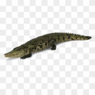 Crocodile Png Picture - American Crocodile Clipart