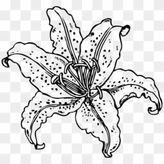 Tiger Lily Line Drawing Clipart