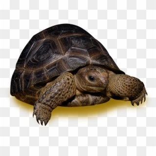 35 Pound Tortoise , Png Download Clipart