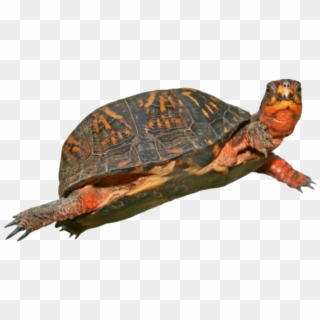 Jpg Library Png Images Pluspng Box Hd - Box Turtle Png Clipart