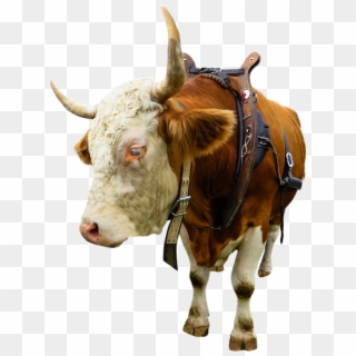 Animal, Cow, Ox, Beef, Isolated, Yoke, Farm - Вол Пнг Clipart