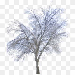 Vector Png - Winter Tree Png Transparent Clipart