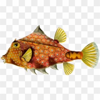 Art Forms In Nature Bony Fishes Yellow Boxfish Rainbow - Ernst Haeckel Art Fish Clipart