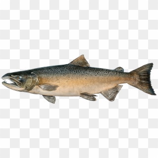 Http - //www - Fishbuoy - Com/images/images/fish Species - Chinook Salmon Clipart