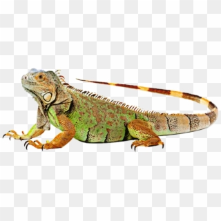 Iguana Clipart Colorful - Lizard Photo Gallery - Png Download