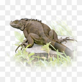 This Region Offers Some Of The Best And Most Easily - Green Iguana Clipart