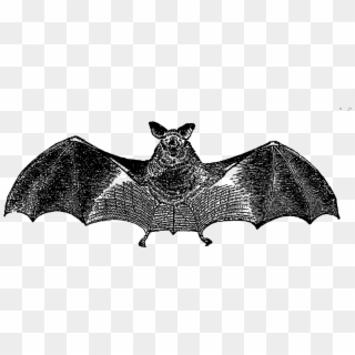 For Use On Greeting Cards, Party Inivitations, Or Party - Vampire Bat Clipart