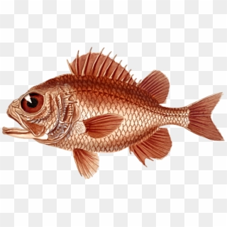 1259 X 750 2 - Red Snapper Clipart