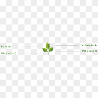 Parsley Png - Tree Clipart