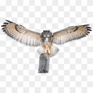 Collection Of Free Transparent Download On Ubisafe - Owl With Wings Extended Clipart