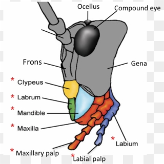 Mandible And Maxilla In Insects Clipart