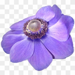 Anemone Flower Violet Nature Transpa Background Free Clipart