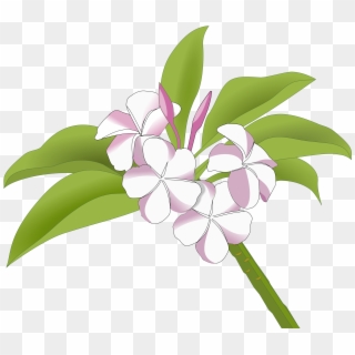 Plumeria Flower Clipart - Frangipani Drawing - Png Download