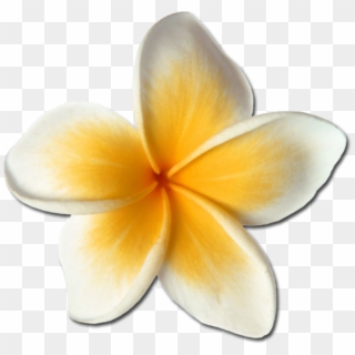 #plumeria #hawaiianflowers #hawaiianstyle #hawaiianlife - Frangipani Clipart