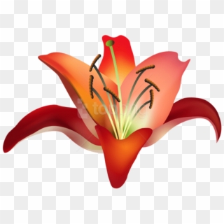 Free Png Download Red Flower Png Images Background - Orange Lily Clipart