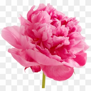 Peonies Png Image - Floral Happy Valentines Day Clipart