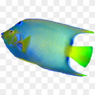 3 Kb, Xz-12 - Colorful Fish Transparent Background Clipart