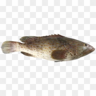 Grouper - Grouper Fish Png Clipart