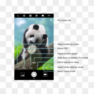 In The Viewfinder To Enable Pro Camera Mode - Anak Panda Lucu Dan Imut Clipart
