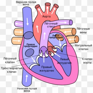 Heart Ru - Side Of The Heart Pumps Blood Clipart