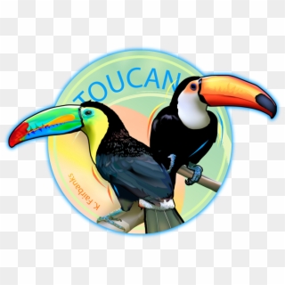 723 X 524 3 - Color Toucan Bird Drawing Clipart