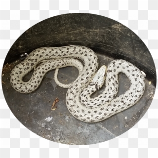 Garter Snake For Sale - White Garter Snake Clipart