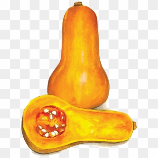 Squash Png - Gourd Clipart