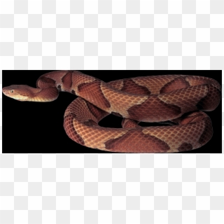 Copperhead Snake Transparent Background Clipart