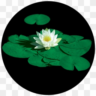 Stunning Lily Pad - Lily Pad Flower Clipart