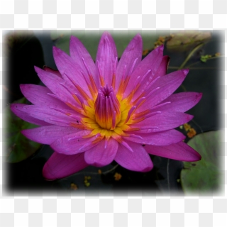 Water Lily "mameaw" - Sacred Lotus Clipart