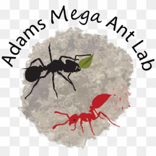 Ant Evolution And Symbioses - Ant Clipart