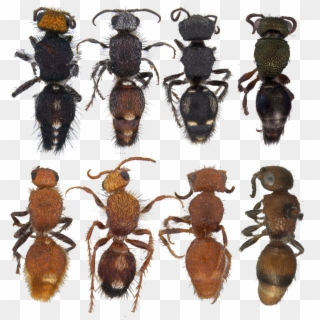 Post Navigation - Longhorn Beetle Clipart