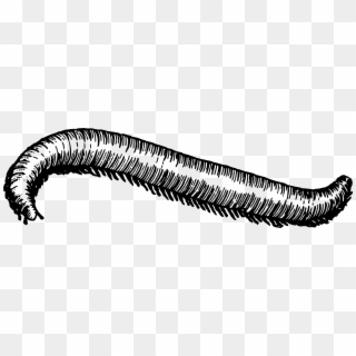 Big Image Png - Millipede Black And White Clipart