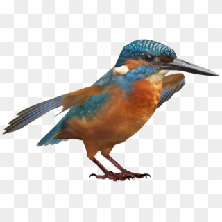 Kingfisher Bird Png Download Image Clipart