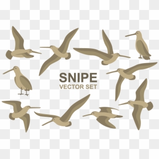 Snipe Cartoons Vector Clipart