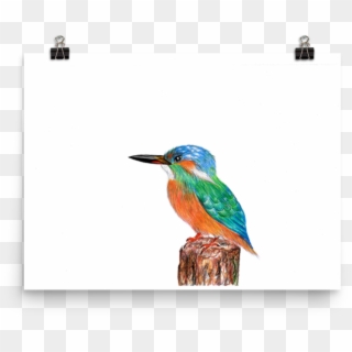 Image Of 'kingfisher' Clipart