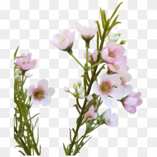 Wax Flower - Wax Flower Png Clipart
